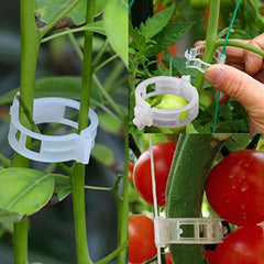 30/150pcs, Tomato Clips, Plastic Trellis Clips, Plant Support Clips, Grape Vine Tomato Vine Vegetables Plants Garden Support Clips To Grow Upright Makes Plants Healthier - Nimall