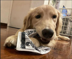 3-Pack Squeaky Newspaper Dog Toys