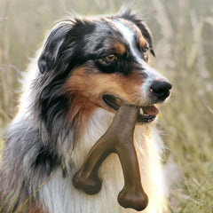 Long Lasting Durable Chewing Bone for Aggressive Chewers